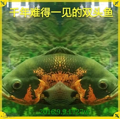 雙頭魚圖片