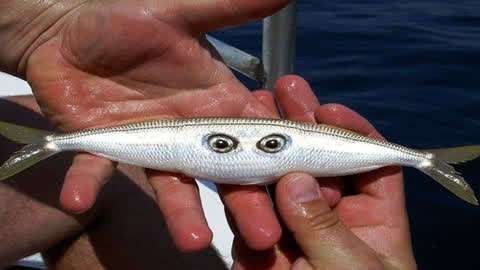 雙頭魚圖片