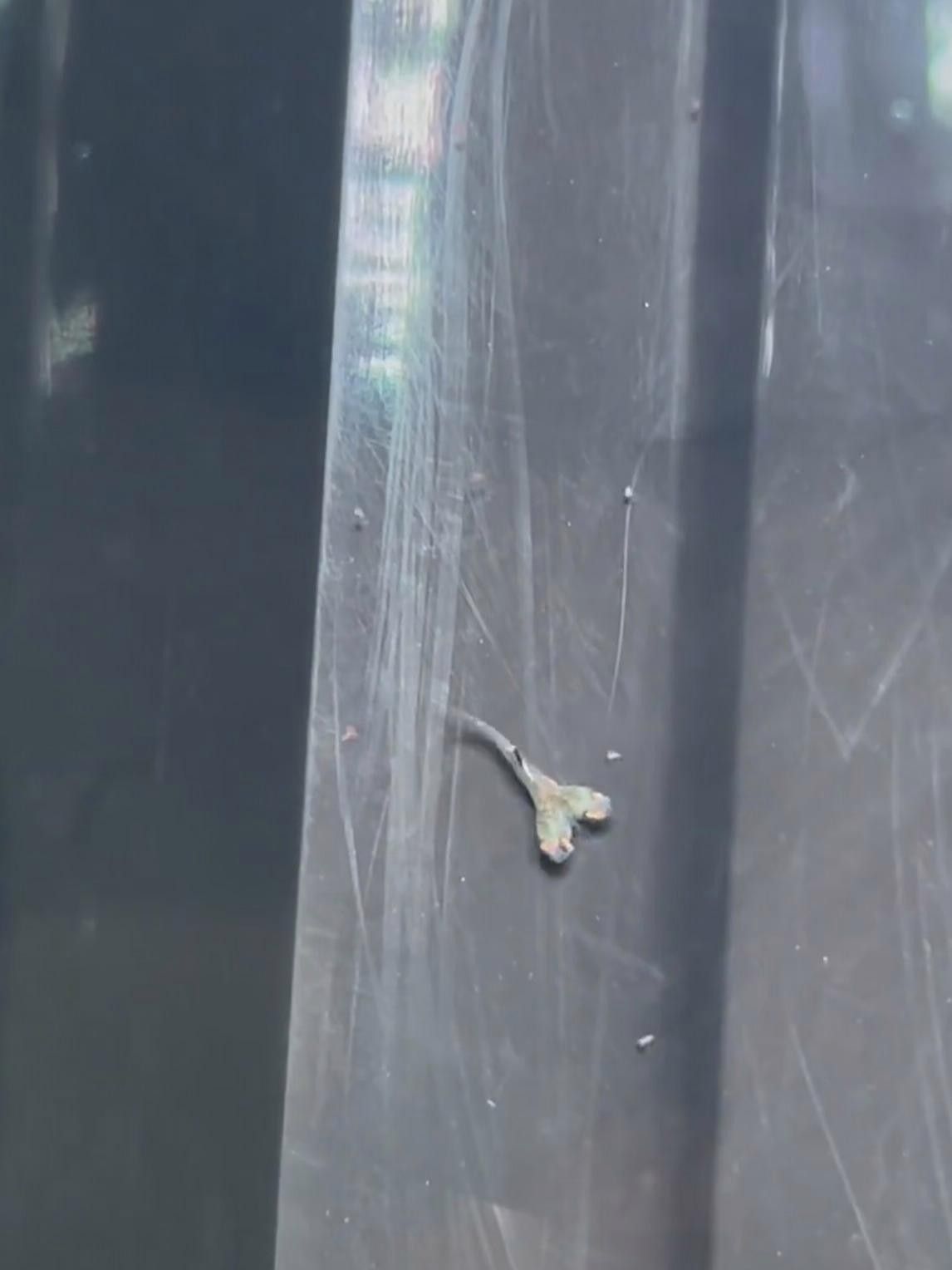 雙頭魚圖片
