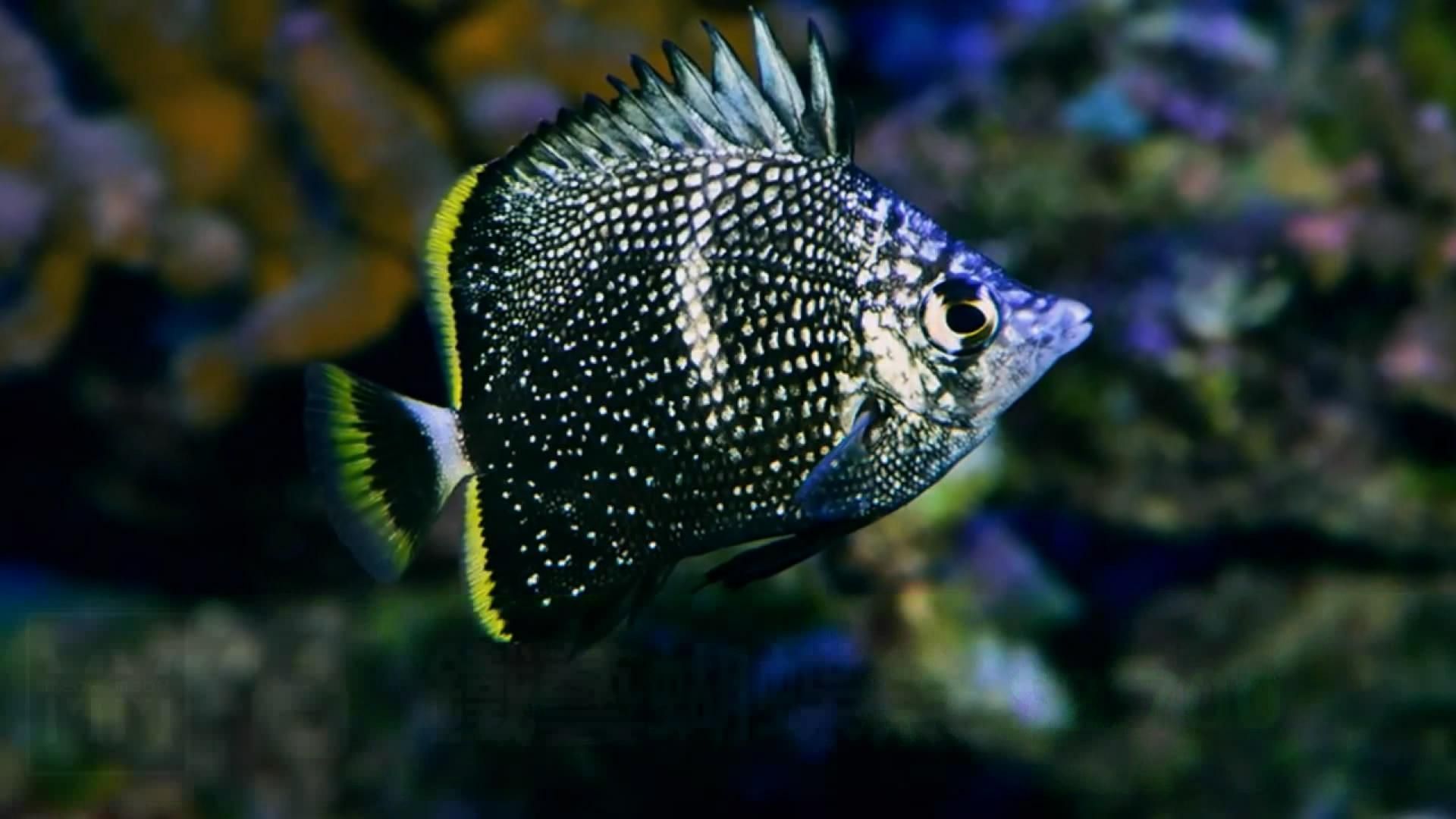 觀賞魚簡介(溫帶淡水觀賞魚、熱帶淡水觀賞魚、熱帶淡水觀賞魚的養護技巧) 觀賞魚百科 第1張 觀賞魚簡介(溫帶淡水觀賞魚、熱帶淡水觀賞魚、熱帶淡水觀賞魚的養護技巧) 觀賞魚簡介(溫帶淡水觀賞魚、熱帶淡水觀賞魚、熱帶淡水觀賞魚的養護技巧) 觀賞魚百科 第1張