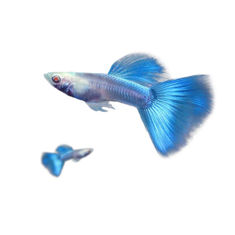 觀賞魚簡介(溫帶淡水觀賞魚、熱帶淡水觀賞魚、熱帶淡水觀賞魚的養護技巧) 觀賞魚百科 第4張 觀賞魚簡介(溫帶淡水觀賞魚、熱帶淡水觀賞魚、熱帶淡水觀賞魚的養護技巧) 觀賞魚簡介(溫帶淡水觀賞魚、熱帶淡水觀賞魚、熱帶淡水觀賞魚的養護技巧) 觀賞魚百科 第4張