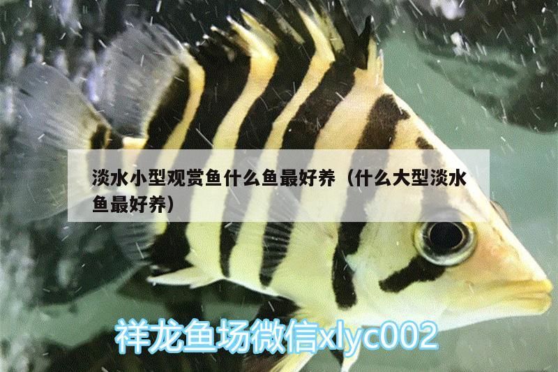 淡水小型觀賞魚什么魚最好養（什么大型淡水魚最好養） 淡水小型觀賞魚什么魚最好養（什么大型淡水魚最好養） 觀賞魚百科 第2張