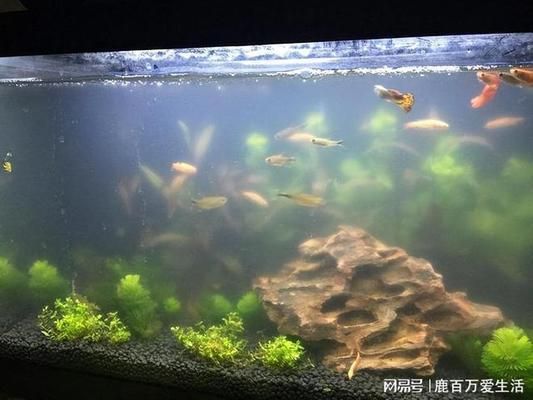 鸚鵡魚和銀龍魚混養(yǎng)怎樣喂食 圖騰金龍魚圖片大全大圖欣賞(圖騰金龍魚圖片大全大圖欣賞) 觀賞魚百科 圖騰金龍魚圖片大全大圖欣賞(圖騰金龍魚圖片大全大圖欣賞) 圖騰金龍魚圖片大全大圖欣賞(圖騰金龍魚圖片大全大圖欣賞) 觀賞魚百科