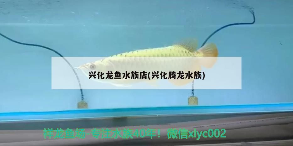 觀賞魚 興化龍魚水族店(興化騰龍水族) 觀賞魚百科 興化龍魚水族店(興化騰龍水族) 興化龍魚水族店(興化騰龍水族) 觀賞魚百科