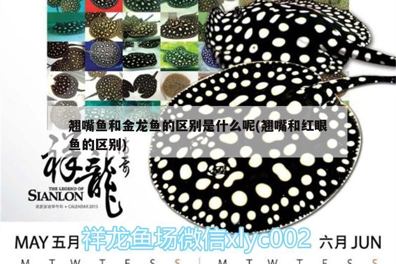 黑河觀賞魚店地址查詢網（黑河花鳥魚市場）
