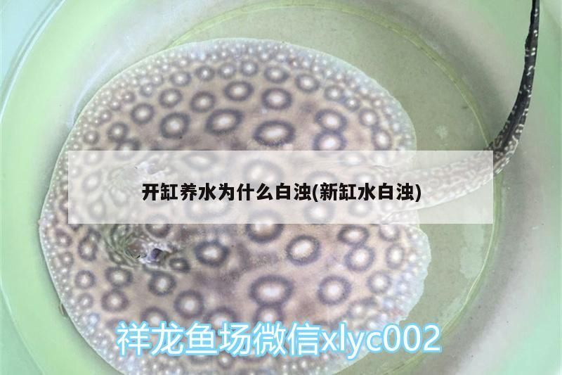 黑河觀賞魚店地址查詢網（黑河花鳥魚市場）