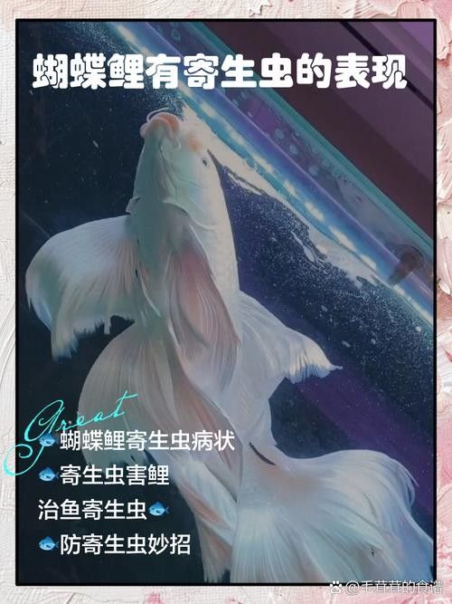 蝴蝶鯉常見病圖片 蝴蝶鯉常見病圖片 觀賞魚百科 第14張