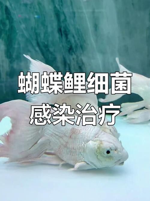 蝴蝶鯉常見病圖片 蝴蝶鯉常見病圖片 觀賞魚百科 第10張