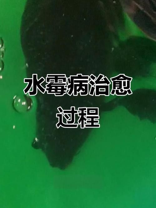 蝴蝶鯉常見病圖片 蝴蝶鯉常見病圖片 觀賞魚百科 第11張