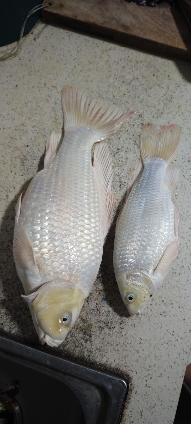 蝴蝶鯉常見病圖片 蝴蝶鯉常見病圖片 觀賞魚百科 第21張