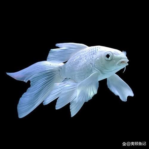 蝴蝶鯉常見病圖片 蝴蝶鯉常見病圖片 觀賞魚百科 第19張
