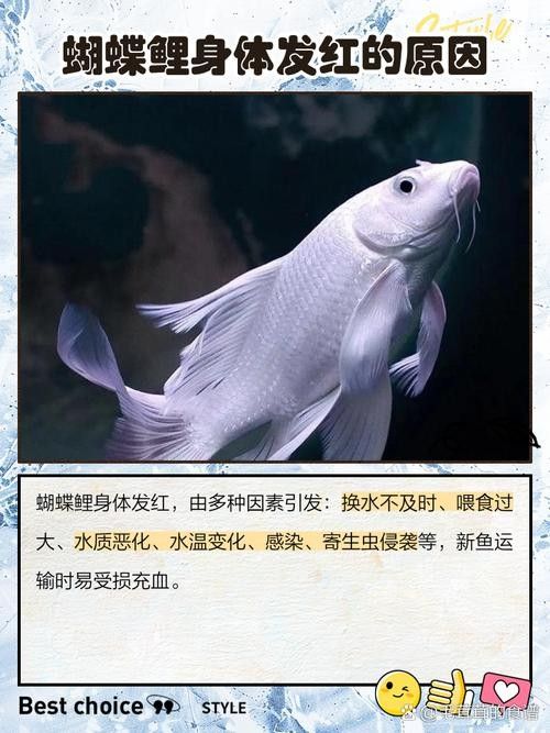 蝴蝶鯉常見病圖片 蝴蝶鯉常見病圖片 觀賞魚百科 第3張