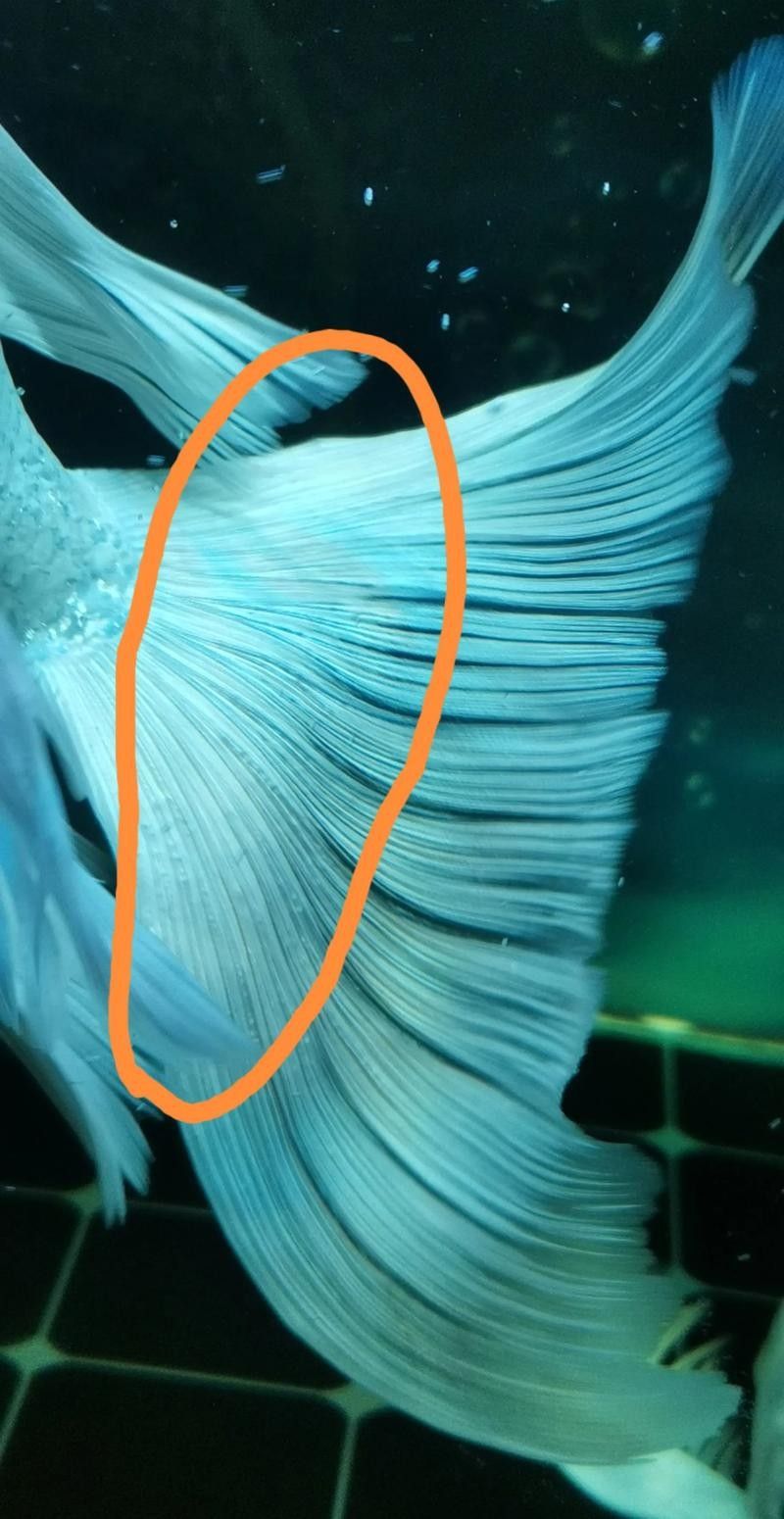 蝴蝶鯉常見病圖片 蝴蝶鯉常見病圖片 觀賞魚百科 第16張