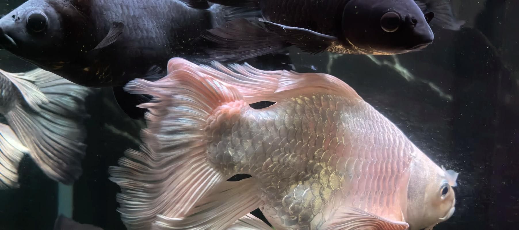 蝴蝶鯉常見病圖片 蝴蝶鯉常見病圖片 觀賞魚百科 第7張