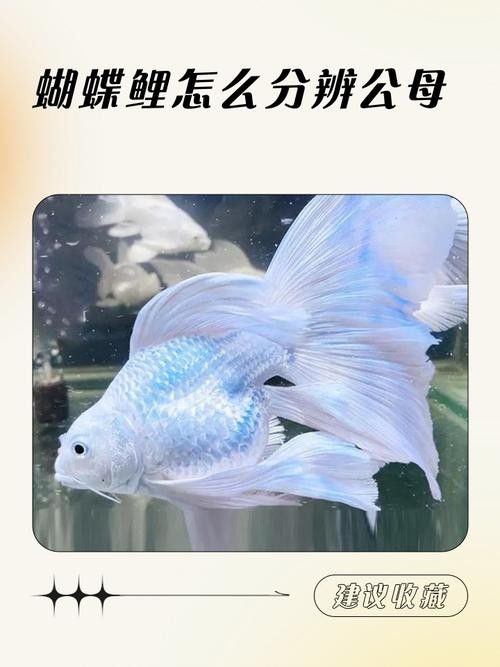 蝴蝶鯉常見病圖片 蝴蝶鯉常見病圖片 觀賞魚百科 第17張