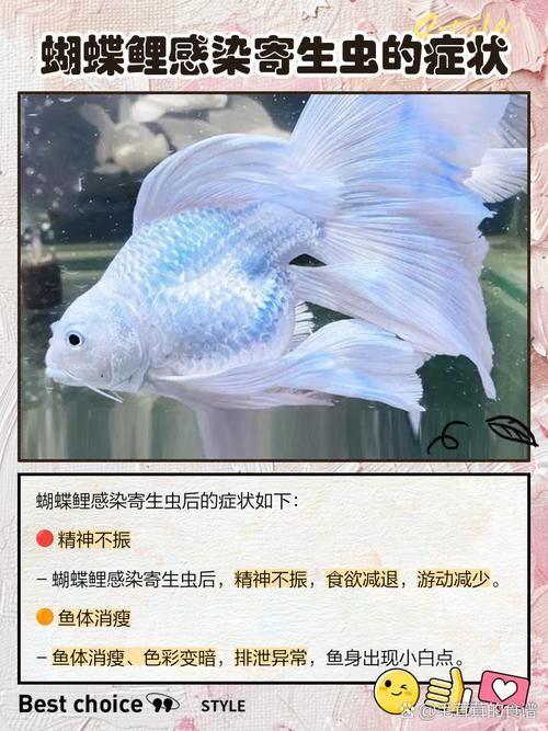 蝴蝶鯉常見病圖片 蝴蝶鯉常見病圖片 觀賞魚百科 第13張