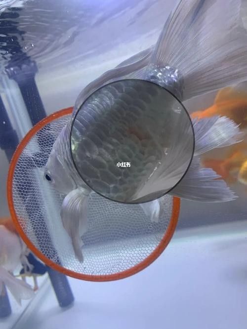 蝴蝶鯉常見病圖片 蝴蝶鯉常見病圖片 觀賞魚百科 第6張