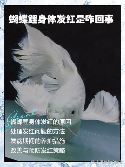 蝴蝶鯉常見病圖片 蝴蝶鯉常見病圖片 觀賞魚百科 第4張
