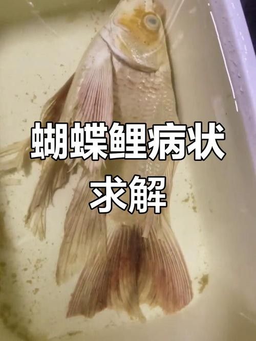 蝴蝶鯉常見病圖片 蝴蝶鯉常見病圖片 觀賞魚百科 第2張