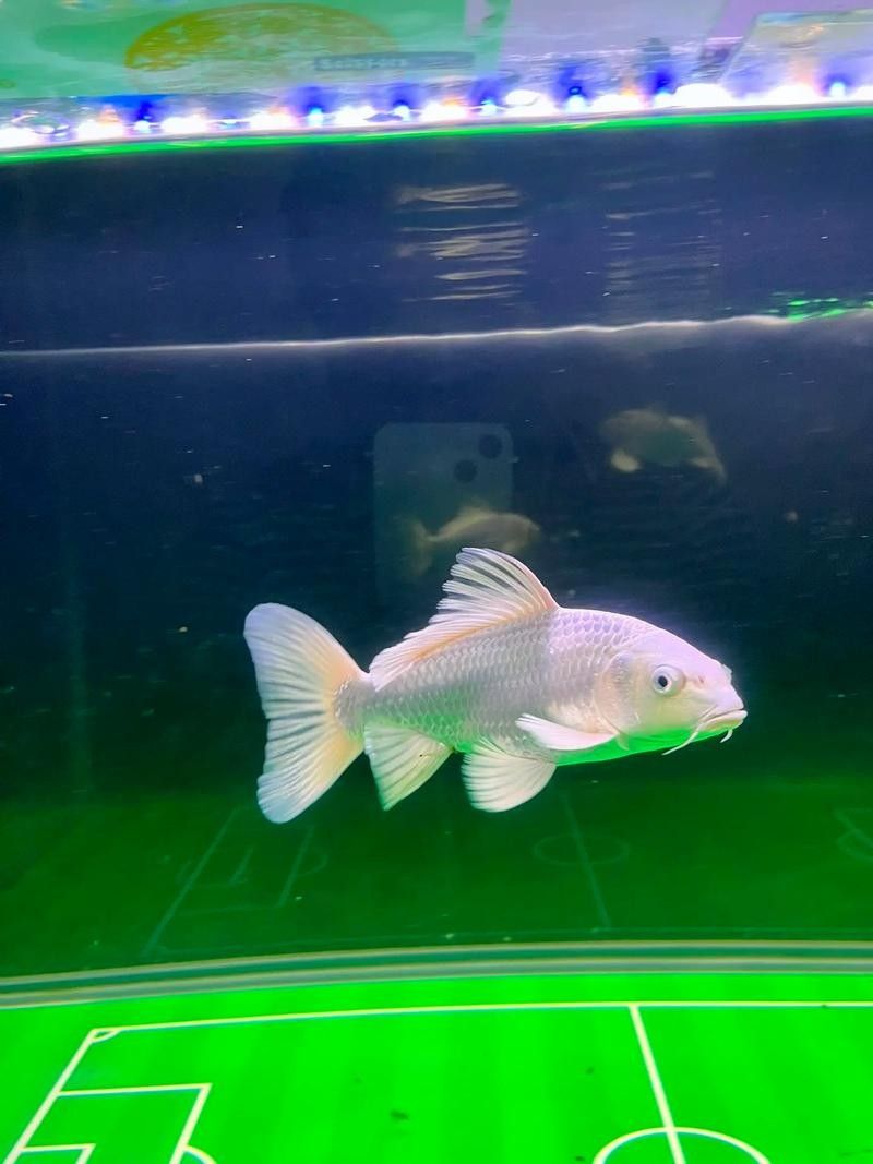 蝴蝶鯉常見病圖片 蝴蝶鯉常見病圖片 觀賞魚百科 第20張