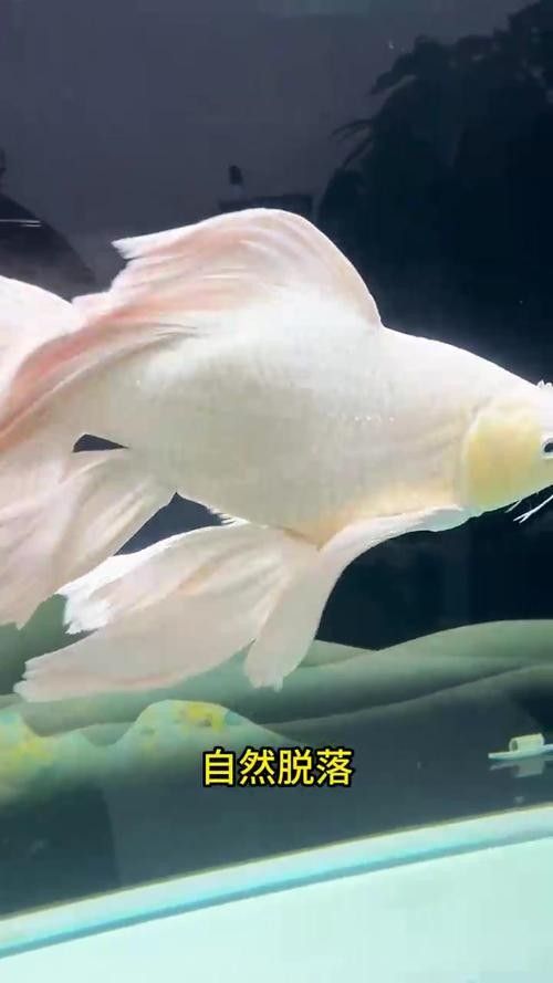 蝴蝶鯉常見病圖片 蝴蝶鯉常見病圖片 觀賞魚百科 第12張