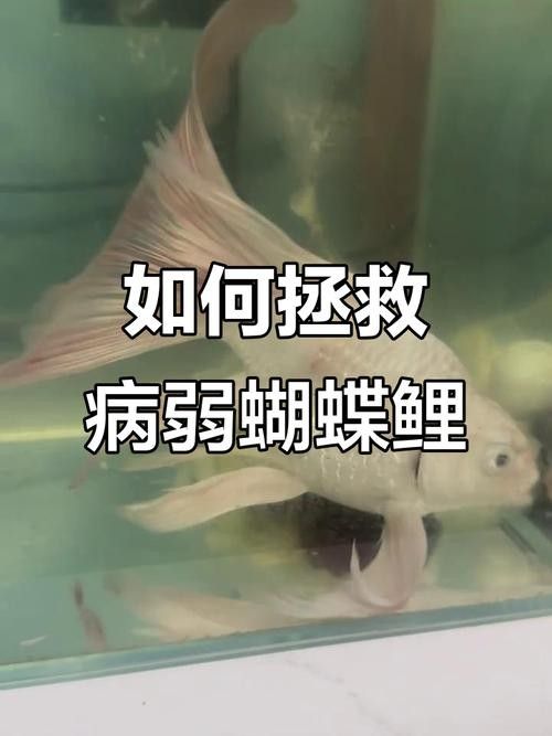 蝴蝶鯉常見病圖片 蝴蝶鯉常見病圖片 觀賞魚百科 第24張