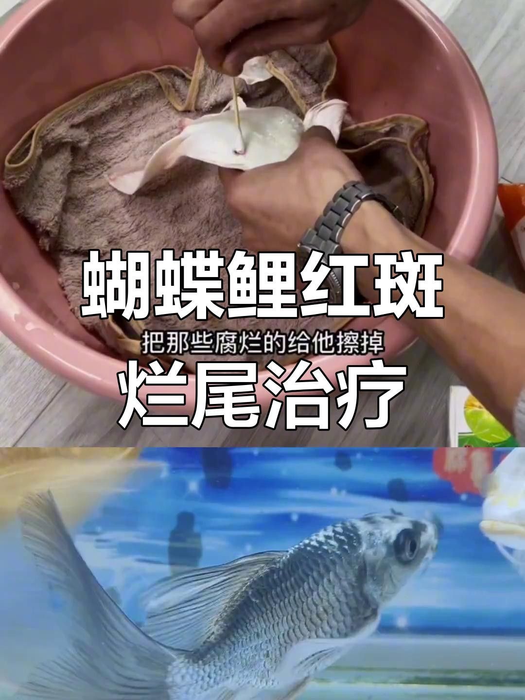 蝴蝶鯉常見病圖片 蝴蝶鯉常見病圖片 觀賞魚百科 第27張