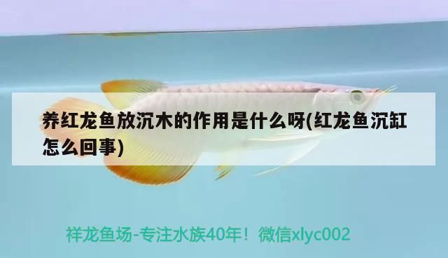 養紅龍魚放沉木的作用是什么呀(紅龍魚沉缸怎么回事)