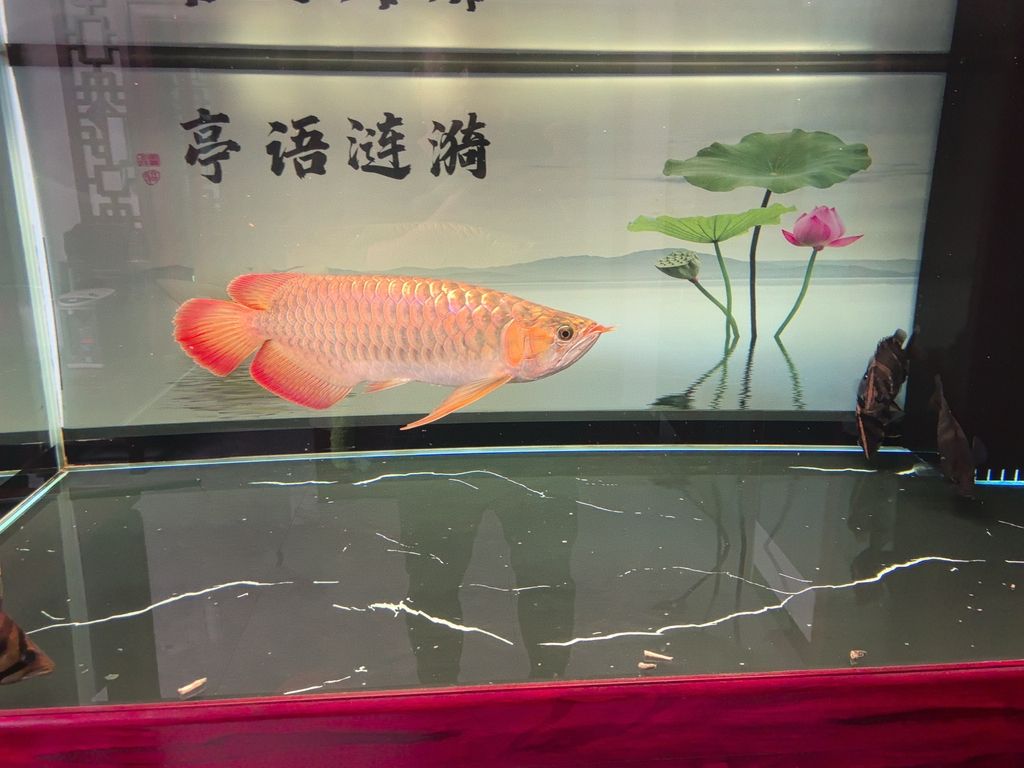 火龍魚是保護動物嗎(龍魚是不是保護動物)
