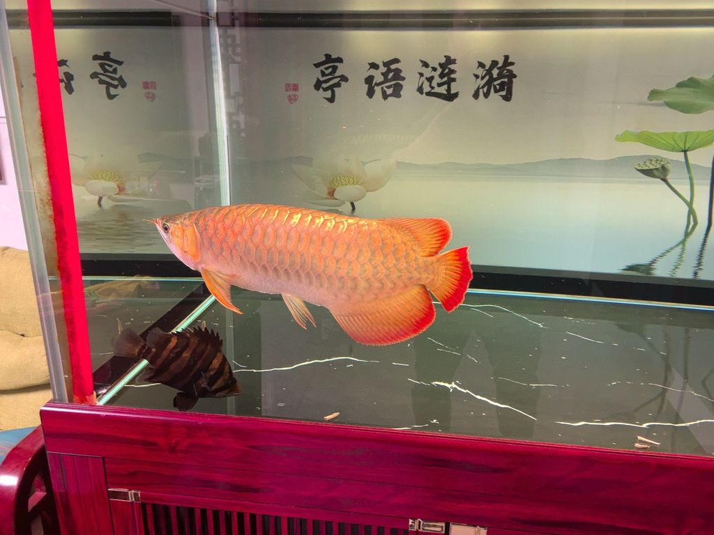 火龍魚是保護動物嗎(龍魚是不是保護動物)