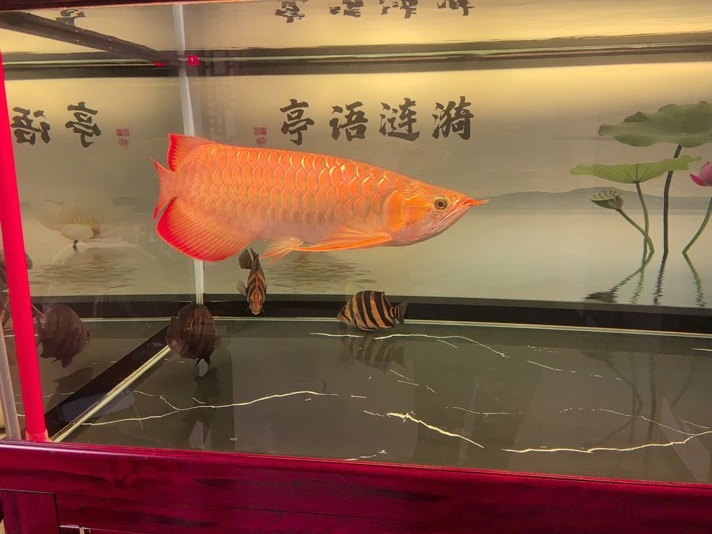 火龍魚是保護動物嗎(龍魚是不是保護動物)