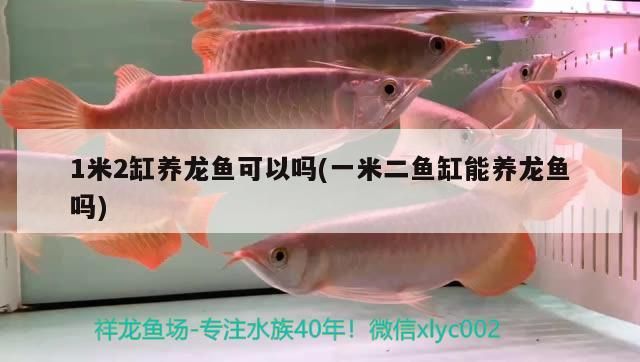 1米2缸養(yǎng)龍魚可以嗎(一米二魚缸能養(yǎng)龍魚嗎) 1米2缸養(yǎng)龍魚可以嗎(一米二魚缸能養(yǎng)龍魚嗎) 觀賞魚百科