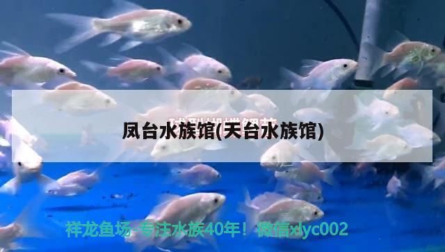 鳳臺水族館(天臺水族館)