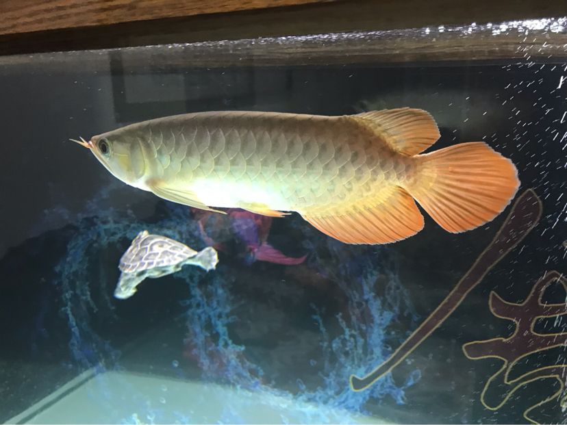 25左右辣椒! 觀賞魚百科 第2張 25左右辣椒! 25左右辣椒! 觀賞魚百科 第2張