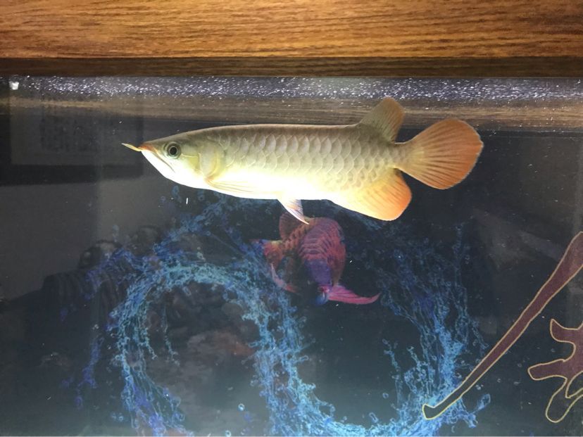 25左右辣椒! 觀賞魚百科 第1張 25左右辣椒! 25左右辣椒! 觀賞魚百科 第1張