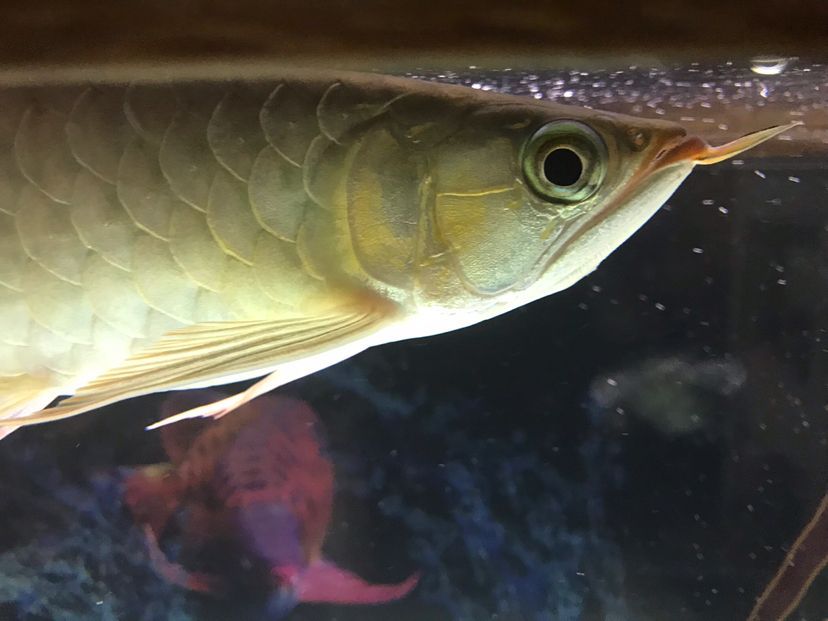 25左右辣椒! 觀賞魚百科 第3張 25左右辣椒! 25左右辣椒! 觀賞魚百科 第3張
