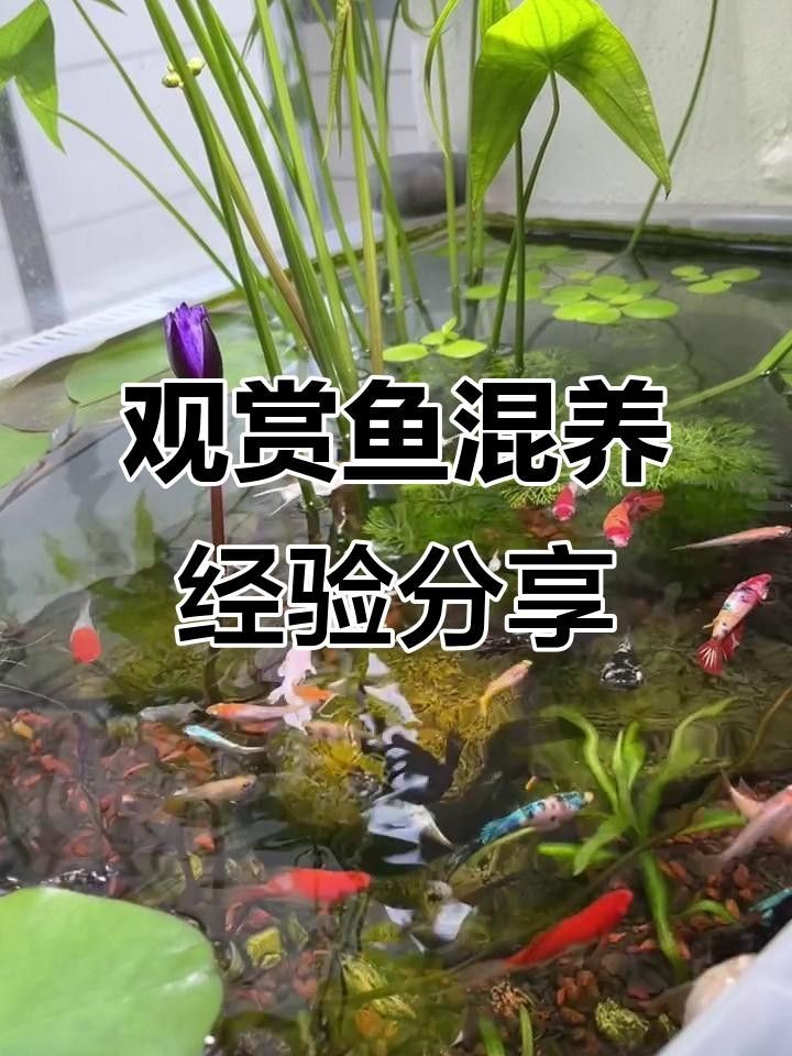 家庭混養(yǎng)魚的搭配 家庭混養(yǎng)魚的搭配 觀賞魚百科 第5張