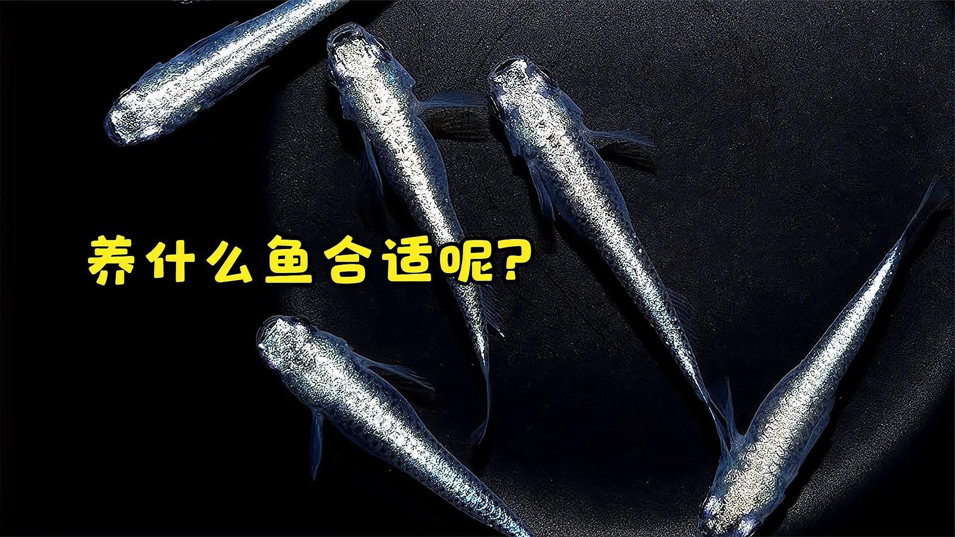 家庭混養(yǎng)魚的搭配 家庭混養(yǎng)魚的搭配 觀賞魚百科 第1張