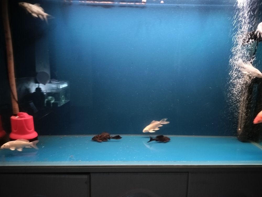魚缸用增氧泵價格是多少:魚缸增氧機-xtrac增氧機-xtrac增氧機 記錄這一刻,12.23 龍魚論壇 記錄這一刻,12.23 記錄這一刻,12.23 龍魚論壇