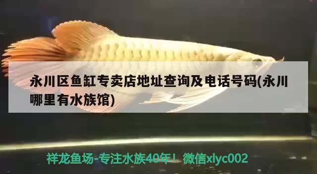永川區魚缸專賣店地址查詢及電話號碼(永川哪里有水族館)