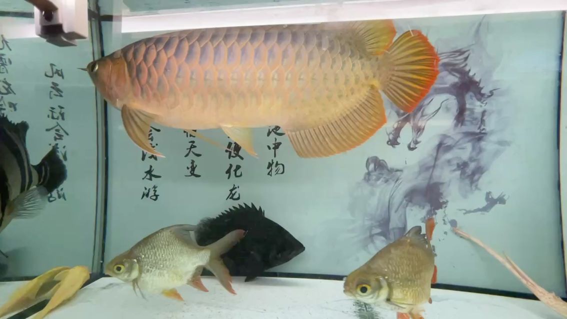 此刻靜心靜氣。 此刻靜心靜氣。 龍魚論壇