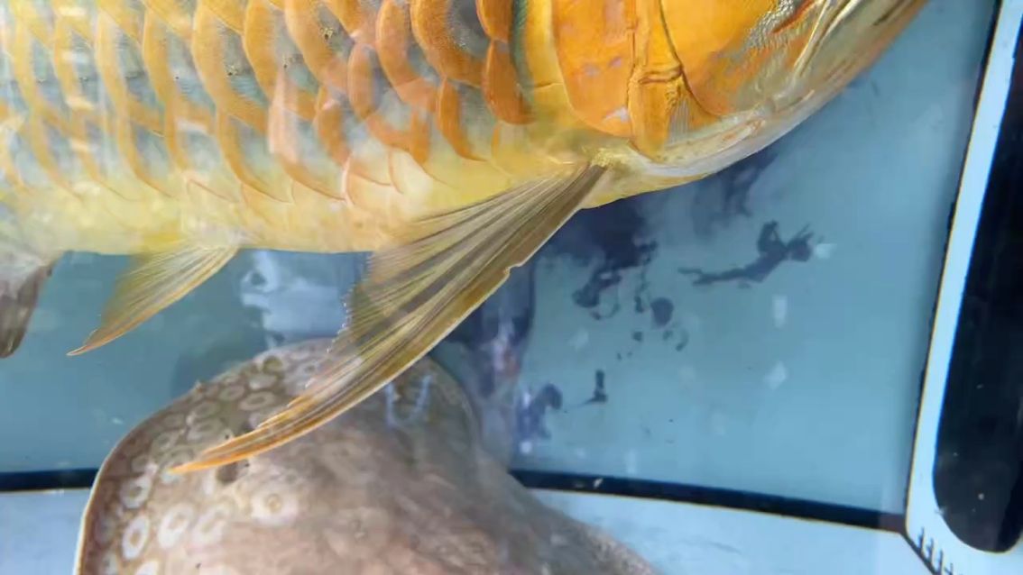 鰓蓋發色中