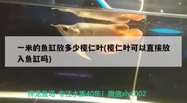 一米的魚缸放多少欖仁葉(欖仁葉可以直接放入魚缸嗎) 一米的魚缸放多少欖仁葉(欖仁葉可以直接放入魚缸嗎) 觀賞魚百科