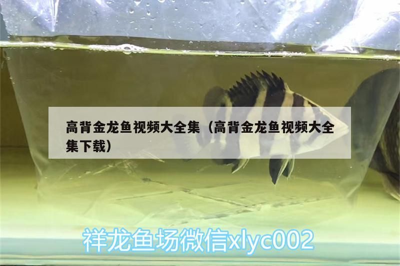 高背金龍魚視頻大全集（高背金龍魚視頻大全集下載） 高背金龍魚視頻大全集（高背金龍魚視頻大全集下載） 觀賞魚百科 第1張