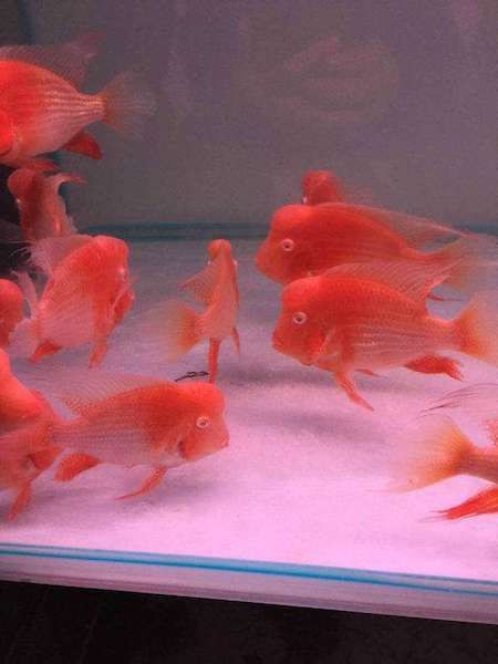 魚請回家就趴缸沉頭懇請各位魚友幫忙拜托謝謝