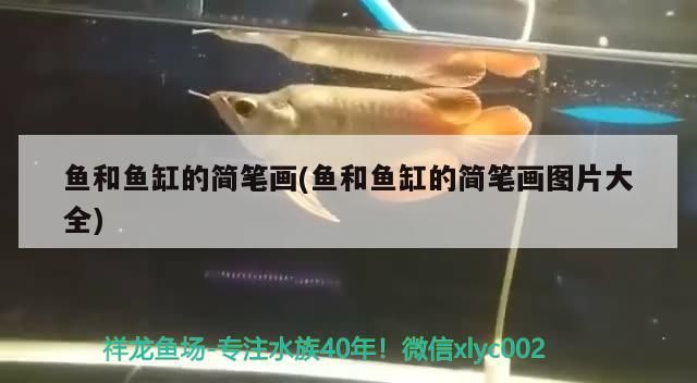 魚和魚缸的簡筆畫(魚和魚缸的簡筆畫圖片大全)