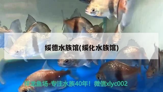 綏德水族館(綏化水族館) 綏德水族館(綏化水族館) 觀賞魚百科