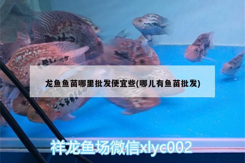 龍魚魚苗哪里批發便宜些(哪兒有魚苗批發)