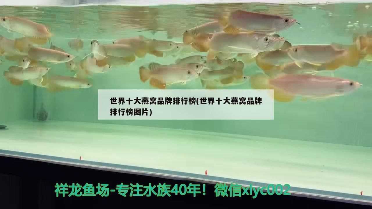世界十大燕窩品牌排行榜(世界十大燕窩品牌排行榜圖片) 世界十大燕窩品牌排行榜(世界十大燕窩品牌排行榜圖片) 觀賞魚百科