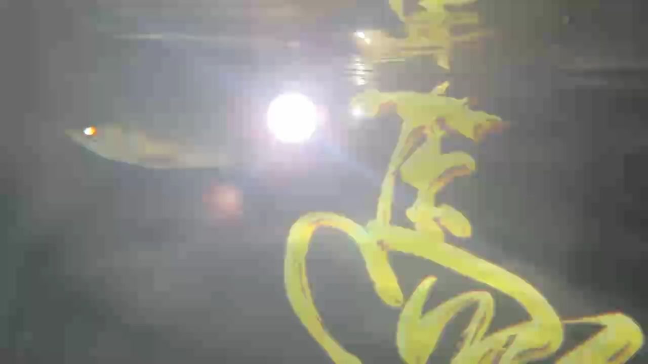 狀態很好?? 狀態很好?? 龍魚論壇